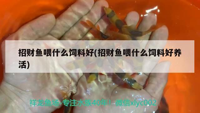 招財(cái)魚喂什么飼料好(招財(cái)魚喂什么飼料好養(yǎng)活) 觀賞魚