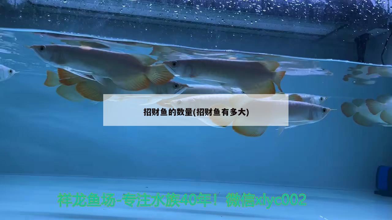 招財(cái)魚(yú)的數(shù)量(招財(cái)魚(yú)有多大) 觀賞魚(yú)