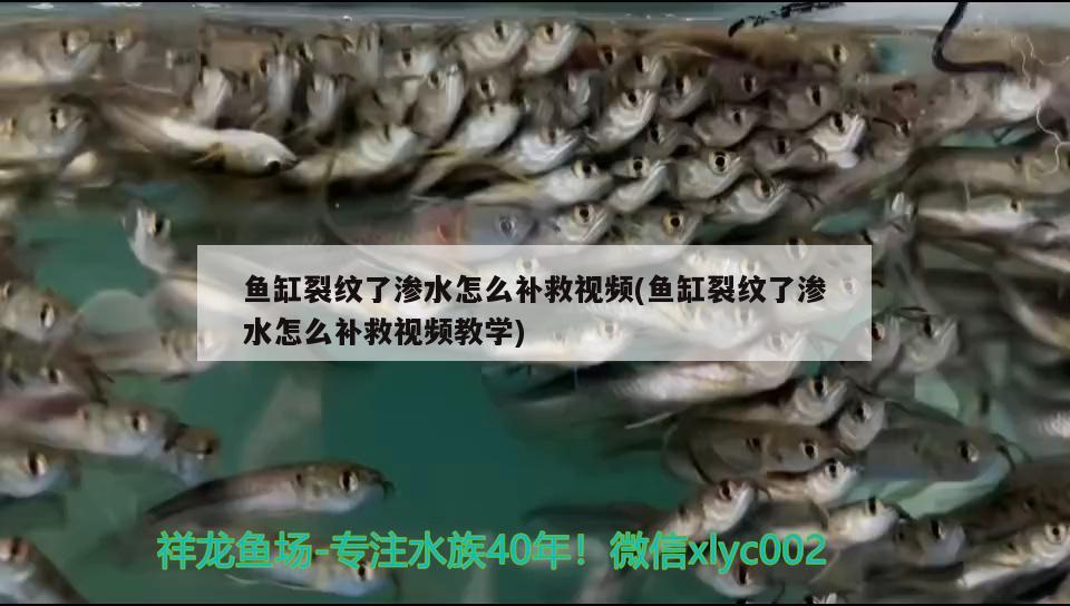 魚缸裂紋了滲水怎么補(bǔ)救視頻(魚缸裂紋了滲水怎么補(bǔ)救視頻教學(xué)) 藍(lán)帆三間魚