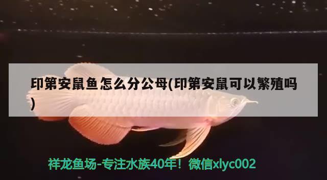 印第安鼠魚怎么分公母(印第安鼠可以繁殖嗎) 觀賞魚 第2張