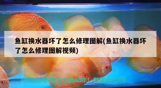 魚(yú)缸換水器壞了怎么修理圖解(魚(yú)缸換水器壞了怎么修理圖解視頻) 哥倫比亞巨暴魚(yú)苗