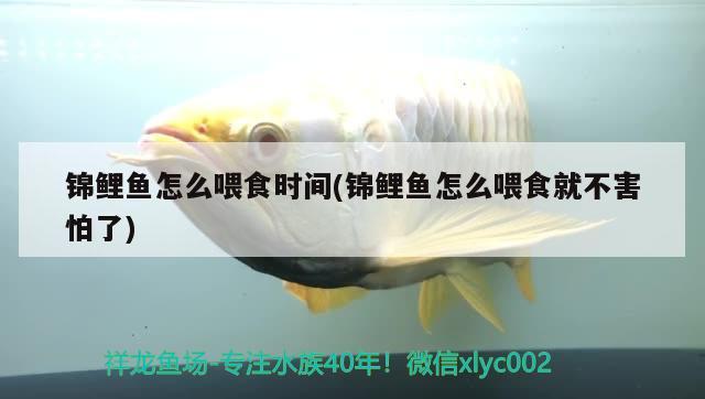 錦鯉魚(yú)怎么喂食時(shí)間(錦鯉魚(yú)怎么喂食就不害怕了) 觀賞魚(yú)