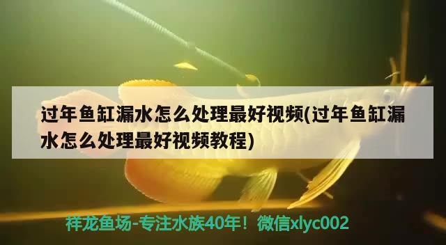 過年魚缸漏水怎么處理最好視頻(過年魚缸漏水怎么處理最好視頻教程) 斑馬鴨嘴魚