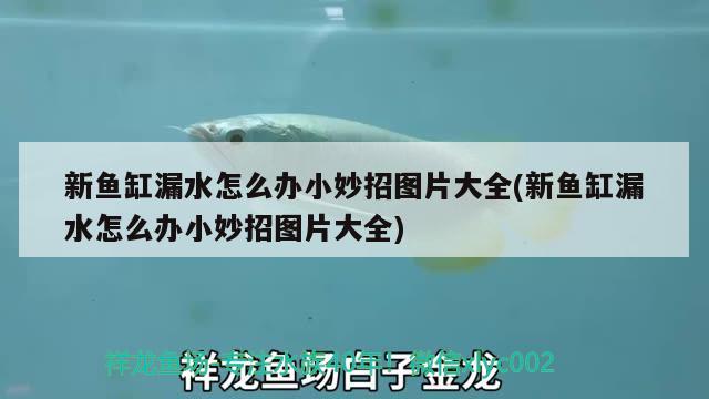 新魚缸漏水怎么辦小妙招圖片大全(新魚缸漏水怎么辦小妙招圖片大全)