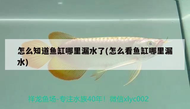 怎么知道魚缸哪里漏水了(怎么看魚缸哪里漏水) 定時(shí)器/自控系統(tǒng)