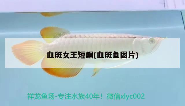 血斑女王短鯛(血斑魚圖片) 觀賞魚