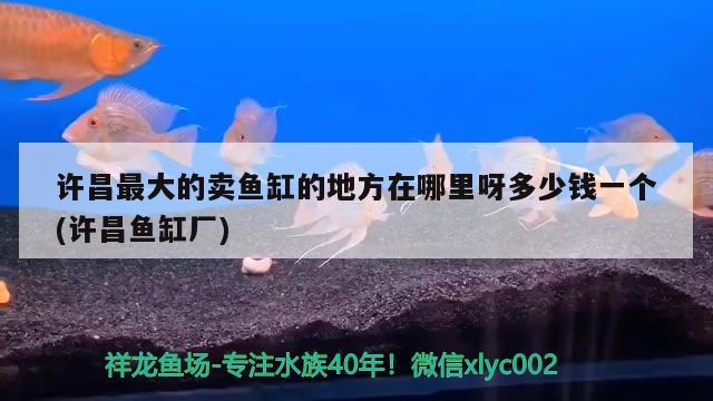 許昌最大的賣魚缸的地方在哪里呀多少錢一個(許昌魚缸廠) 魚缸水泵