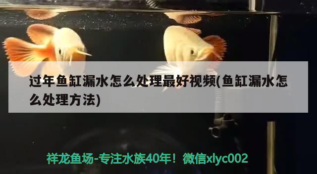 過年魚缸漏水怎么處理最好視頻(魚缸漏水怎么處理方法) 祥龍超血紅龍魚