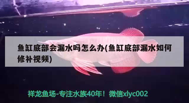 魚缸底部會漏水嗎怎么辦(魚缸底部漏水如何修補(bǔ)視頻) 白化火箭