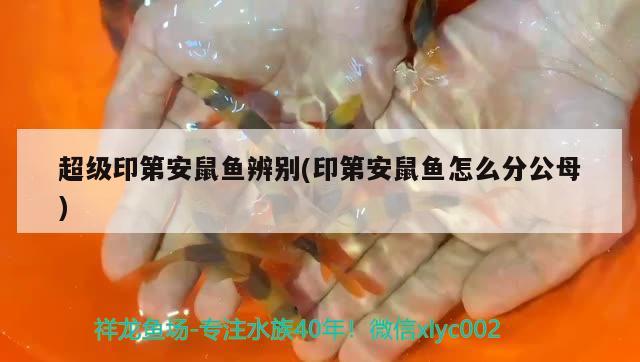 超級(jí)印第安鼠魚辨別(印第安鼠魚怎么分公母)