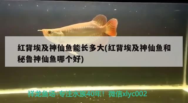 紅背埃及神仙魚能長多大(紅背埃及神仙魚和秘魯神仙魚哪個好)