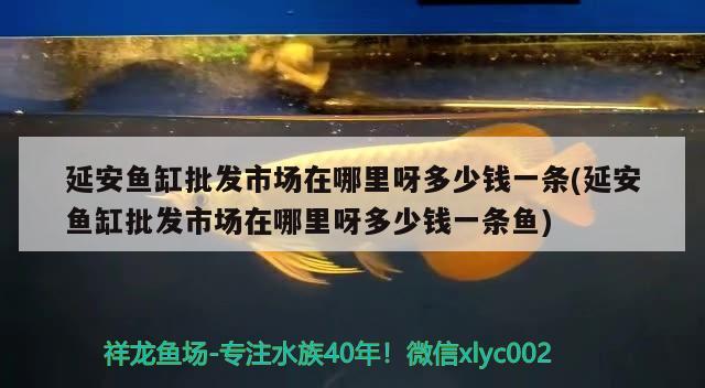 延安魚缸批發(fā)市場在哪里呀多少錢一條(延安魚缸批發(fā)市場在哪里呀多少錢一條魚) 非洲金鼓魚