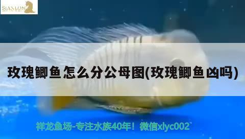 玫瑰鯽魚(yú)怎么分公母圖(玫瑰鯽魚(yú)兇嗎)