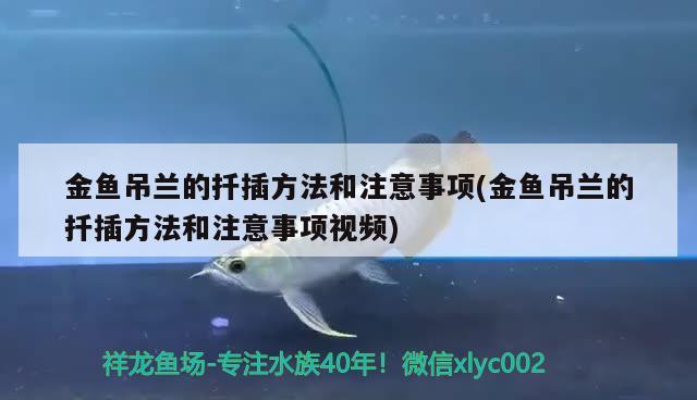 金魚吊蘭的扦插方法和注意事項(金魚吊蘭的扦插方法和注意事項視頻) 觀賞魚