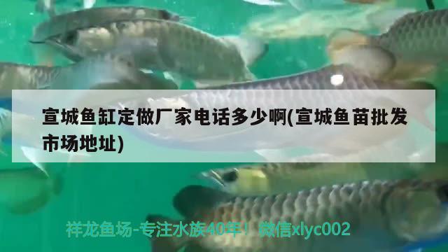 宣城魚缸定做廠家電話多少啊(宣城魚苗批發(fā)市場地址) 過背金龍魚