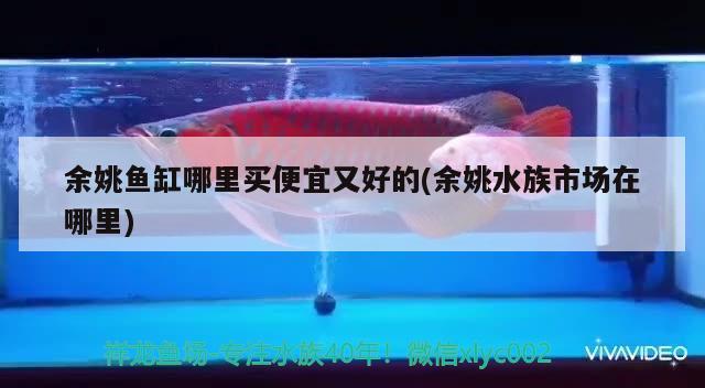 余姚魚缸哪里買便宜又好的(余姚水族市場在哪里) 圣菲埃及魚