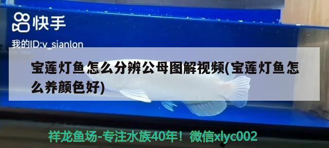 寶蓮燈魚怎么分辨公母圖解視頻(寶蓮燈魚怎么養(yǎng)顏色好) 觀賞魚