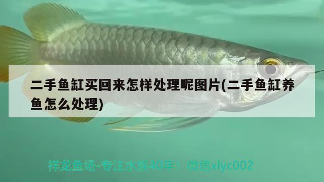 二手魚(yú)缸買回來(lái)怎樣處理呢圖片(二手魚(yú)缸養(yǎng)魚(yú)怎么處理)