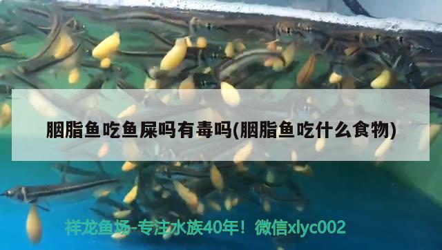 胭脂魚吃魚屎嗎有毒嗎(胭脂魚吃什么食物)