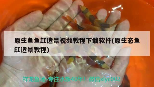 原生魚魚缸造景視頻教程下載軟件(原生態(tài)魚缸造景教程) 祥龍金禾金龍魚