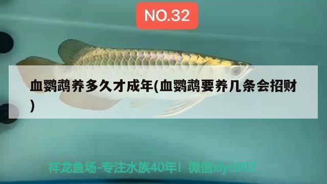 血鸚鵡養(yǎng)多久才成年(血鸚鵡要養(yǎng)幾條會招財) 鸚鵡魚