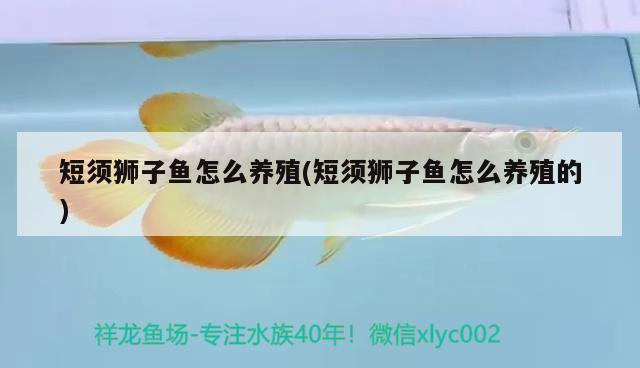 短須獅子魚怎么養(yǎng)殖(短須獅子魚怎么養(yǎng)殖的)