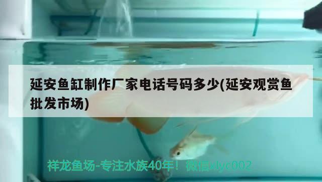 延安魚缸制作廠家電話號碼多少(延安觀賞魚批發(fā)市場) 觀賞魚批發(fā)