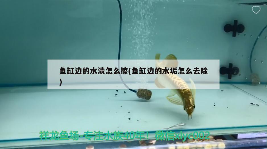 魚缸邊的水漬怎么擦(魚缸邊的水垢怎么去除) 祥龍水族醫(yī)院