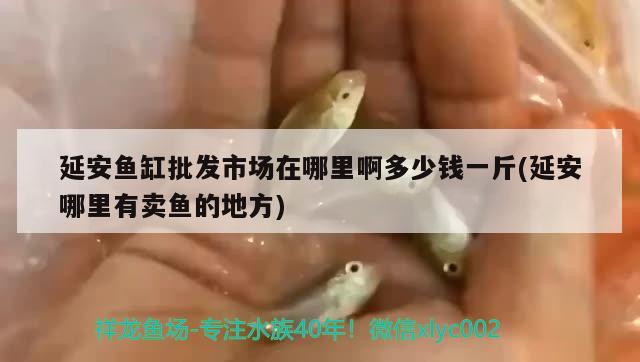 延安魚缸批發(fā)市場在哪里啊多少錢一斤(延安哪里有賣魚的地方)