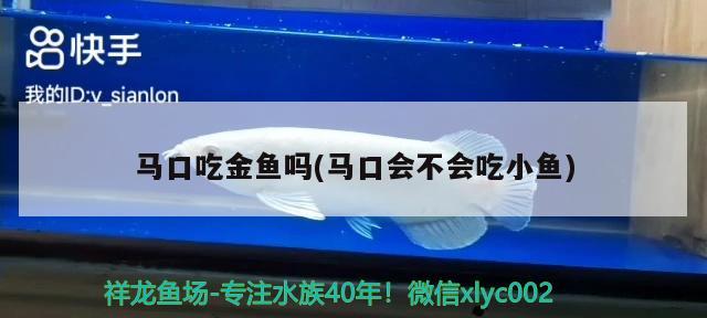 馬口吃金魚嗎(馬口會不會吃小魚)