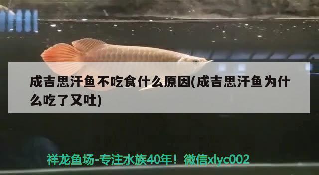 成吉思汗魚不吃食什么原因(成吉思汗魚為什么吃了又吐) 觀賞魚