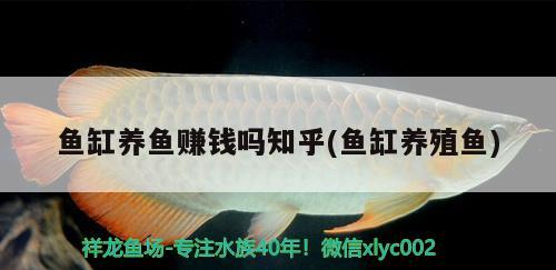 魚缸養(yǎng)魚賺錢嗎知乎(魚缸養(yǎng)殖魚) 委內(nèi)瑞拉奧里諾三間魚 第2張