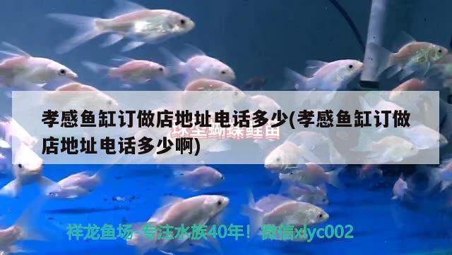 孝感魚缸訂做店地址電話多少(孝感魚缸訂做店地址電話多少啊)