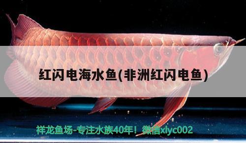 紅閃電海水魚(yú)(非洲紅閃電魚(yú))