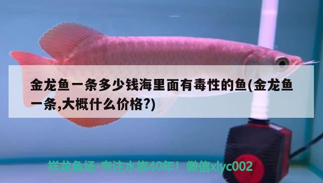 金龍魚一條多少錢海里面有毒性的魚(金龍魚一條,大概什么價格?)