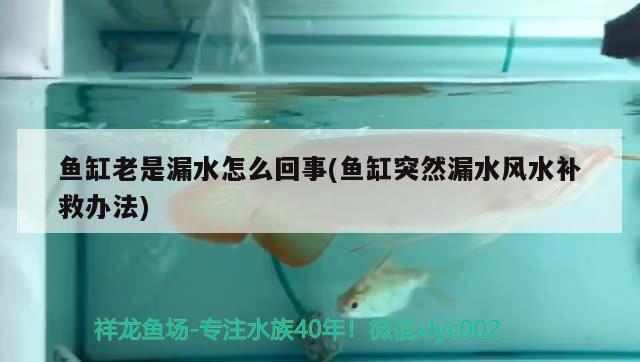 魚缸老是漏水怎么回事(魚缸突然漏水風水補救辦法)