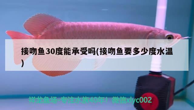 接吻魚(yú)30度能承受嗎(接吻魚(yú)要多少度水溫)