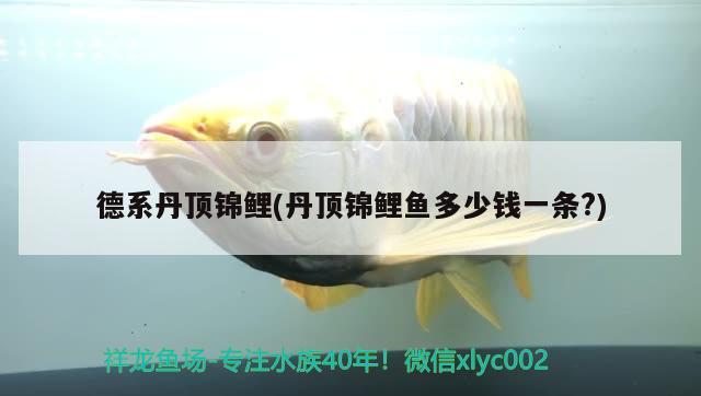 德系丹頂錦鯉(丹頂錦鯉魚多少錢一條?) 丹頂錦鯉魚