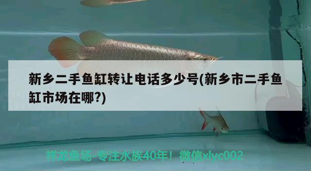 新鄉(xiāng)二手魚(yú)缸轉(zhuǎn)讓電話多少號(hào)(新鄉(xiāng)市二手魚(yú)缸市場(chǎng)在哪?) 黃金達(dá)摩魚(yú)