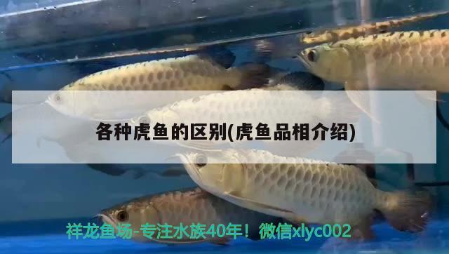 各種虎魚(yú)的區(qū)別(虎魚(yú)品相介紹) 虎魚(yú)百科