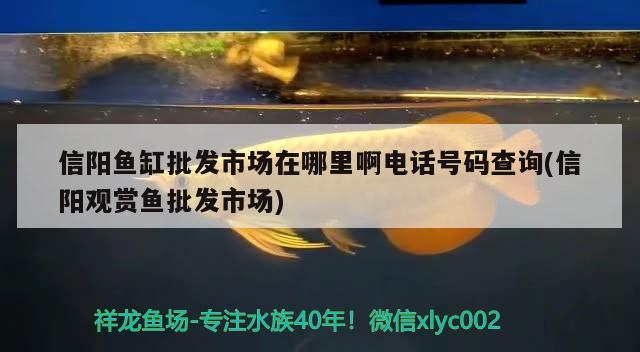 信陽魚缸批發(fā)市場在哪里啊電話號碼查詢(信陽觀賞魚批發(fā)市場)