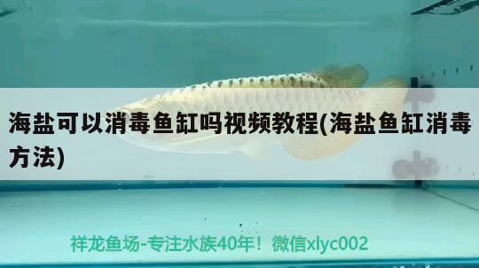 海鹽可以消毒魚缸嗎視頻教程(海鹽魚缸消毒方法) 斯維尼關(guān)刀魚