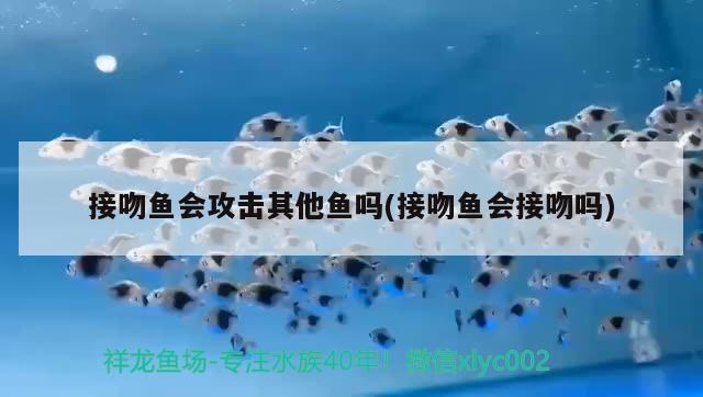 接吻魚會攻擊其他魚嗎(接吻魚會接吻嗎) 觀賞魚