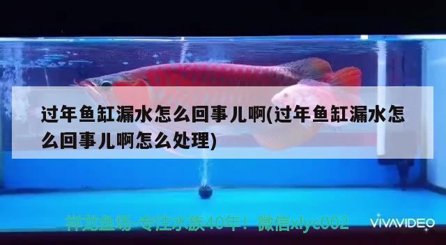 過年魚缸漏水怎么回事兒啊(過年魚缸漏水怎么回事兒啊怎么處理) 噴點菠蘿魚