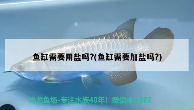 魚缸需要用鹽嗎?(魚缸需要加鹽嗎?) 水族雜談