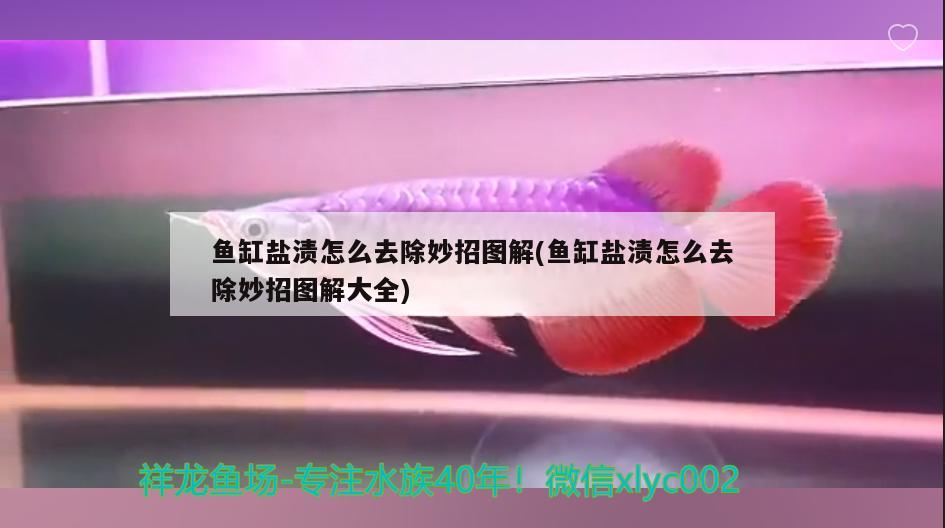 魚缸鹽漬怎么去除妙招圖解(魚缸鹽漬怎么去除妙招圖解大全)