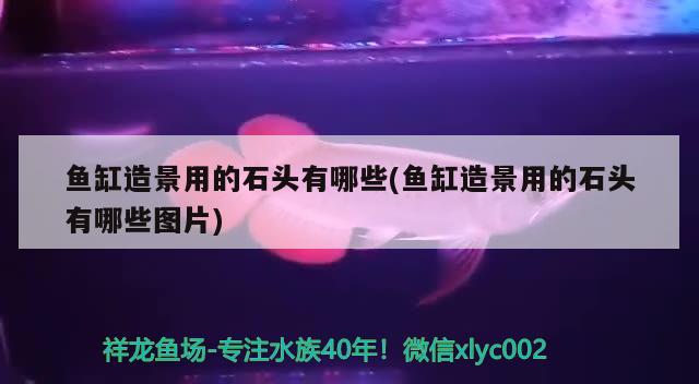 魚缸造景用的石頭有哪些(魚缸造景用的石頭有哪些圖片) 新加坡號(hào)半紅龍魚（練手級(jí)紅龍魚） 第2張