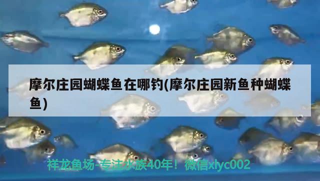 摩爾莊園蝴蝶魚(yú)在哪釣(摩爾莊園新魚(yú)種蝴蝶魚(yú)) 垂釣樂(lè)園