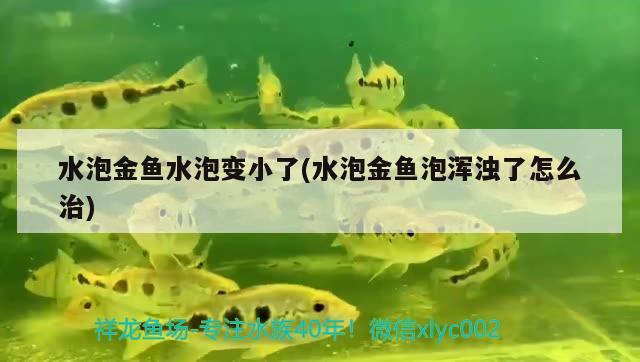 水泡金魚水泡變小了(水泡金魚泡渾濁了怎么治)