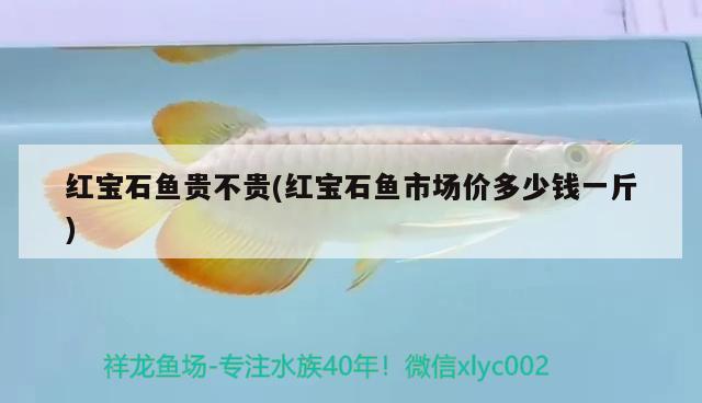 紅寶石魚(yú)貴不貴(紅寶石魚(yú)市場(chǎng)價(jià)多少錢(qián)一斤) 觀賞魚(yú)